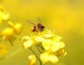 /album/fotogaleria-insolito-/abeja-buena-matematicas-ggg-jpg/